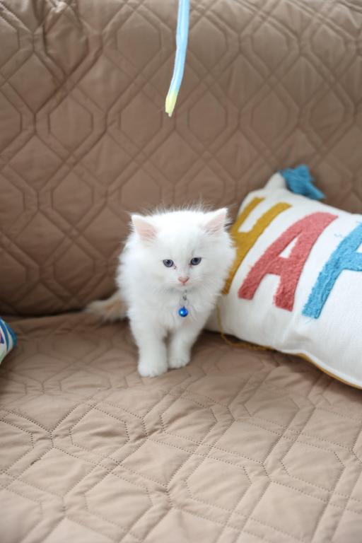 5 Kittens photo 2