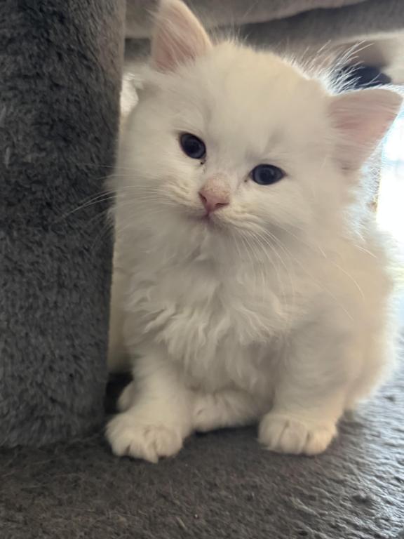 5 Kittens photo 9
