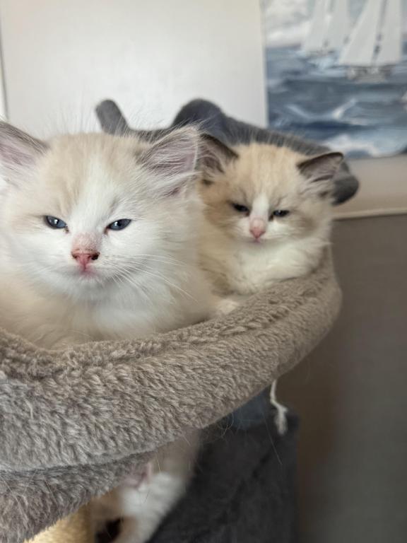5 Kittens photo 6