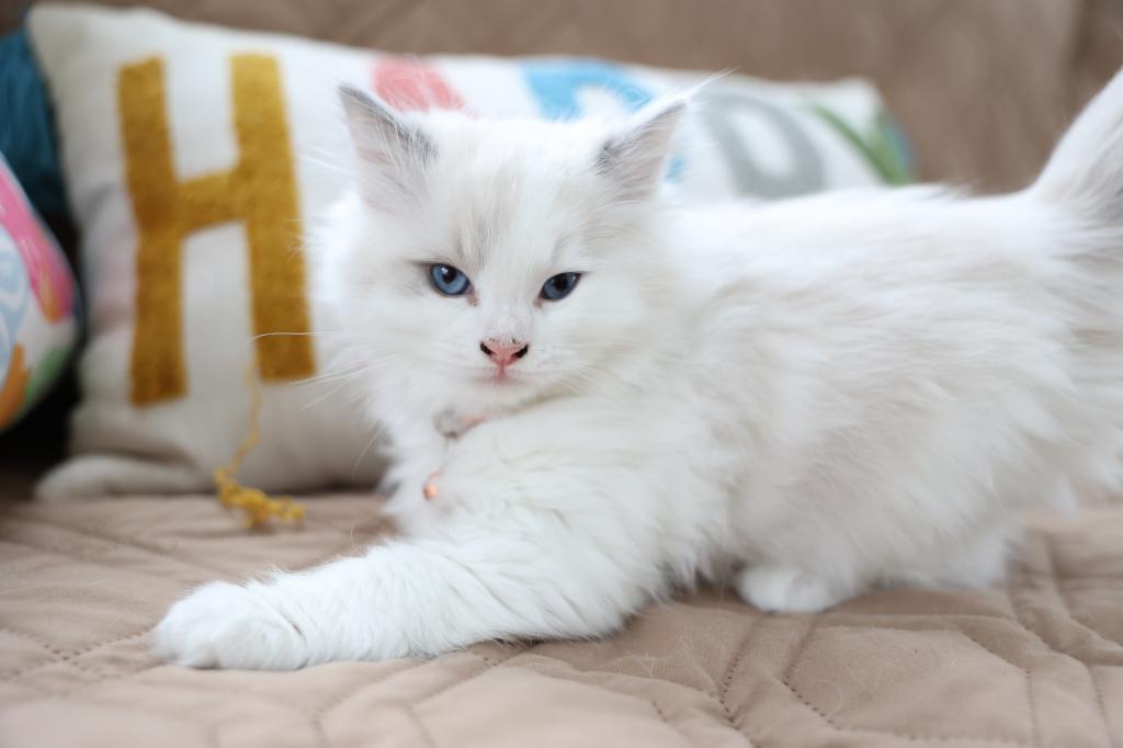 5 Kittens photo 5