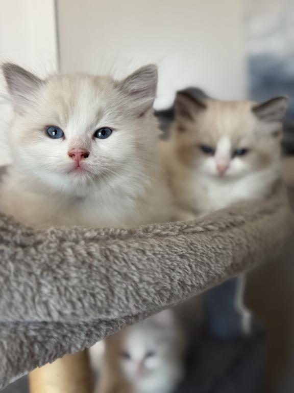 5 Kittens photo 7
