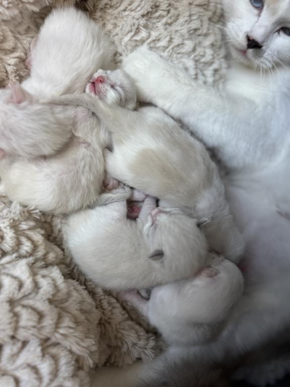5 Kittens photo 16