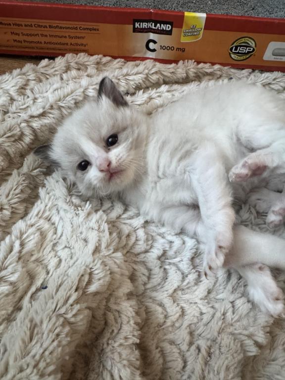 5 Kittens photo 14