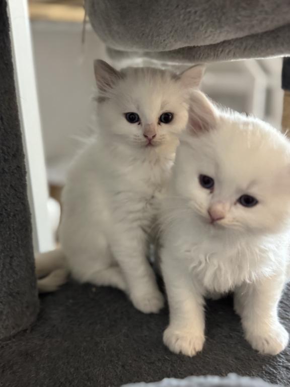 5 Kittens photo 10