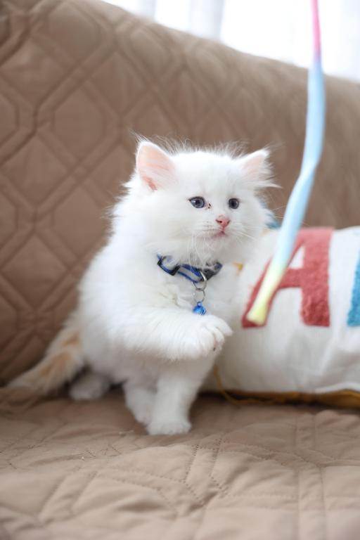 5 Kittens photo 3