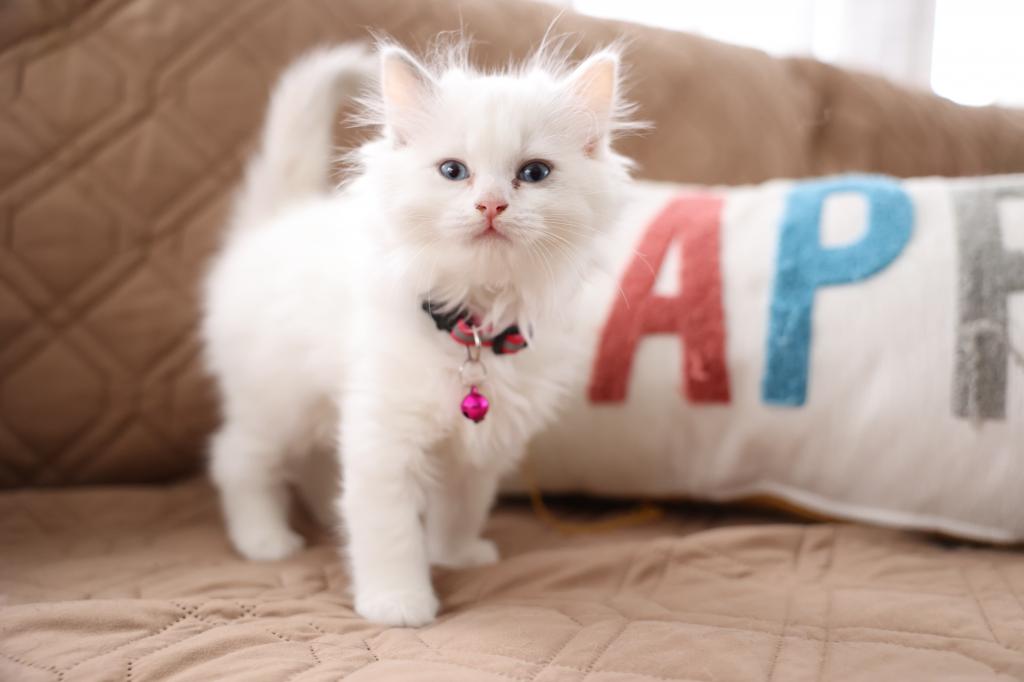 5 Kittens photo 4