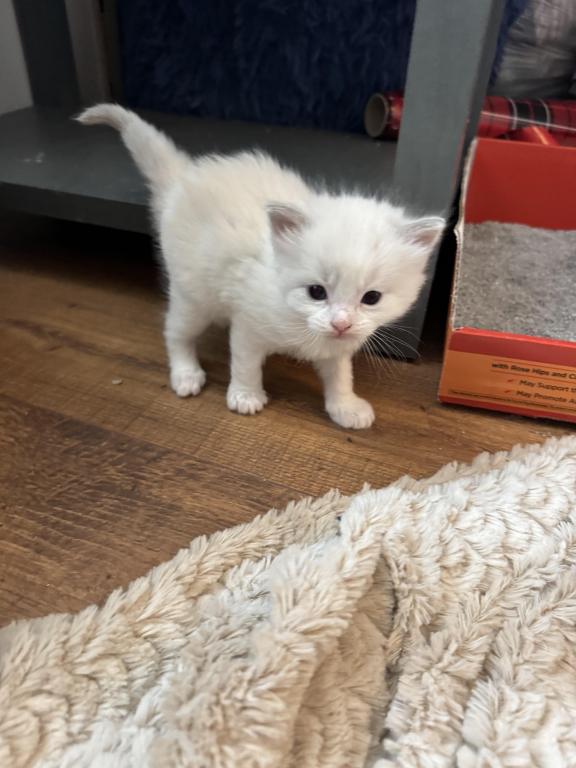 5 Kittens photo 13