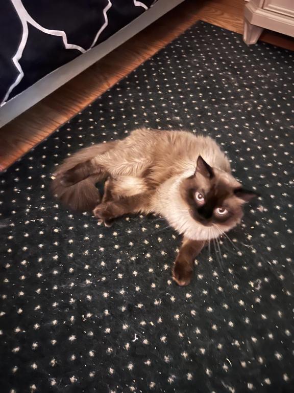 Ragdolls photo 20