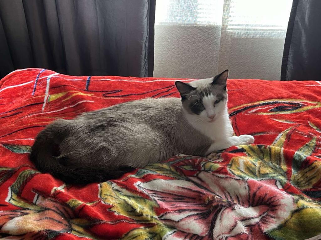Ragdolls photo 38