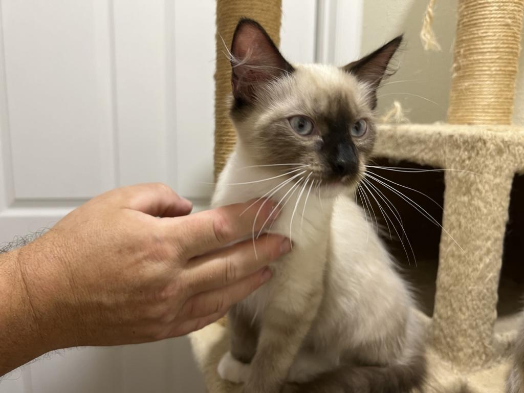 Ragdolls photo 31
