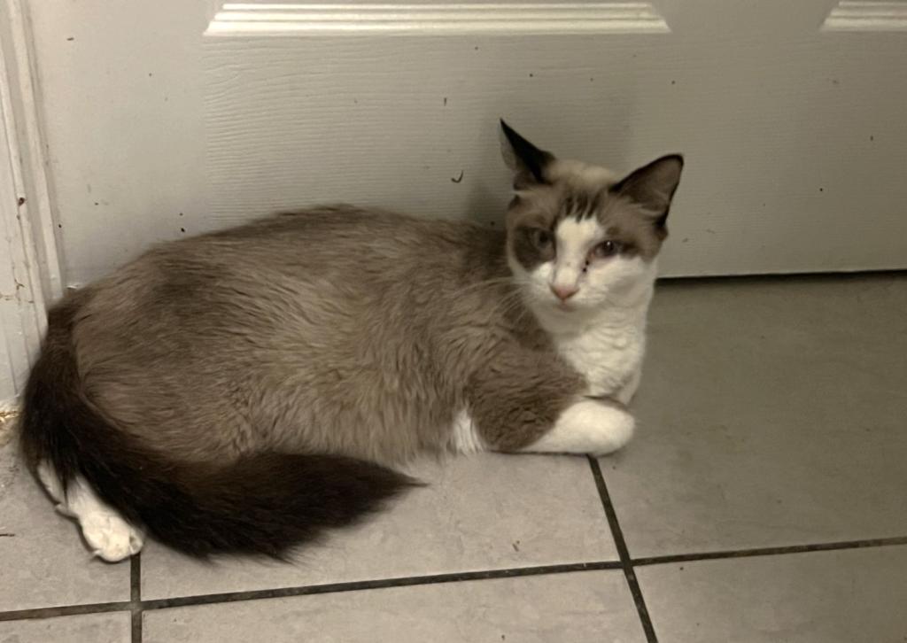 Ragdolls photo 12
