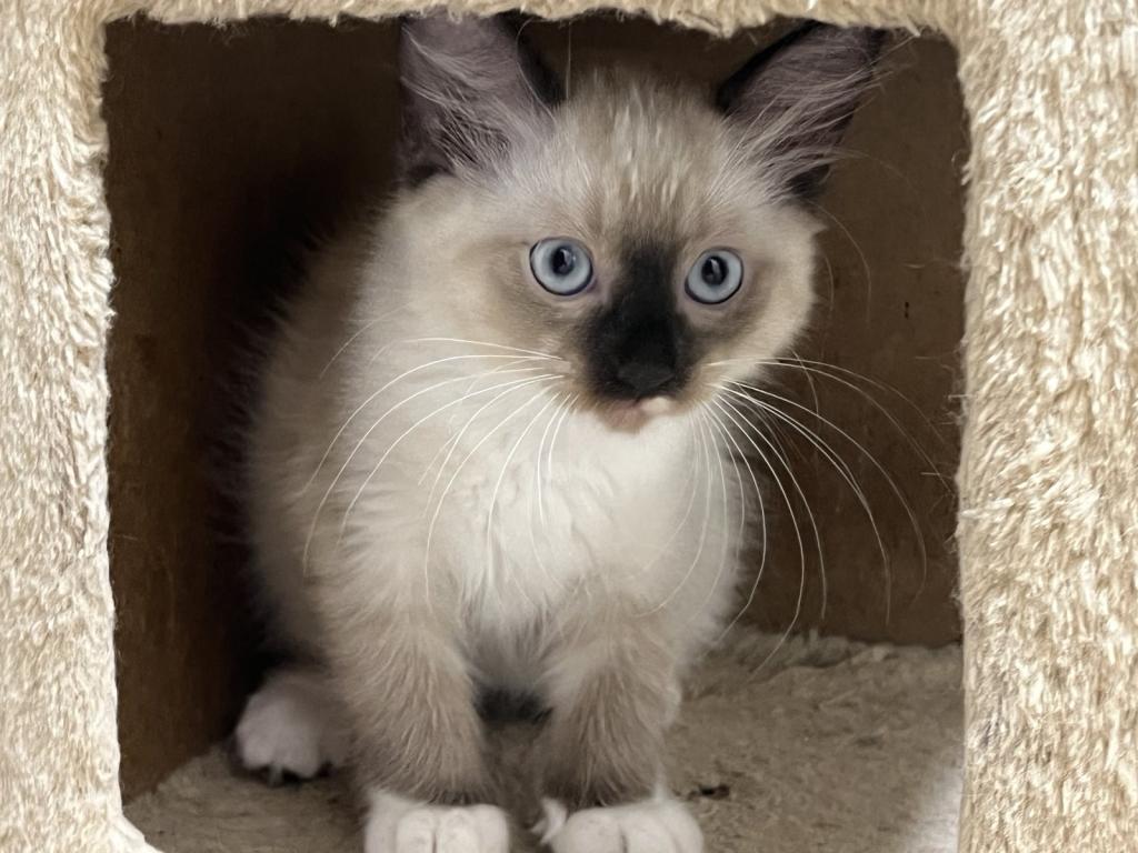 Ragdolls photo 6