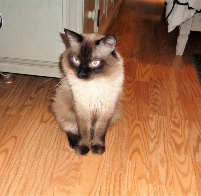 Ragdolls photo 23