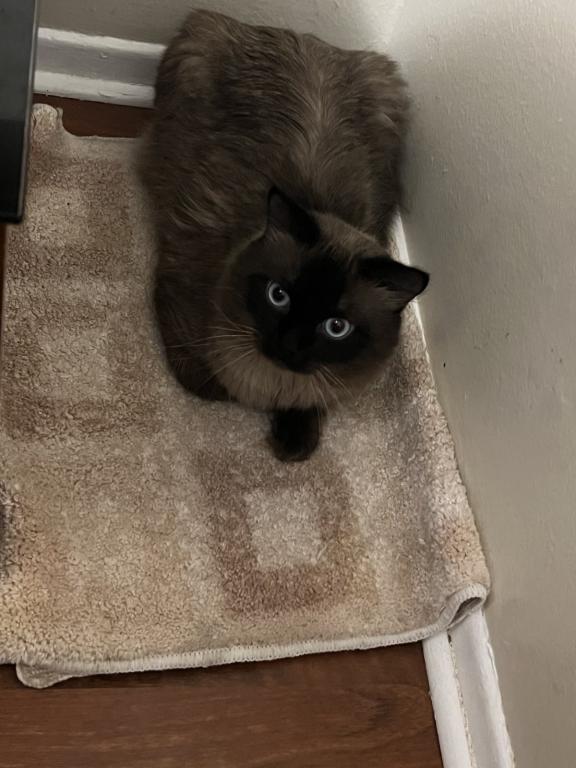 Ragdolls photo 11