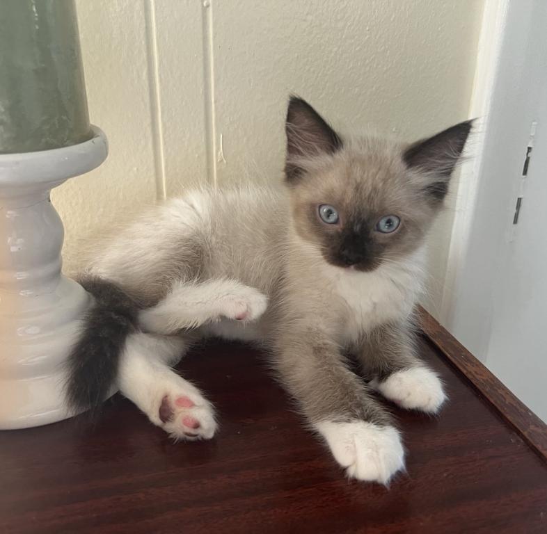 Ragdolls photo 4