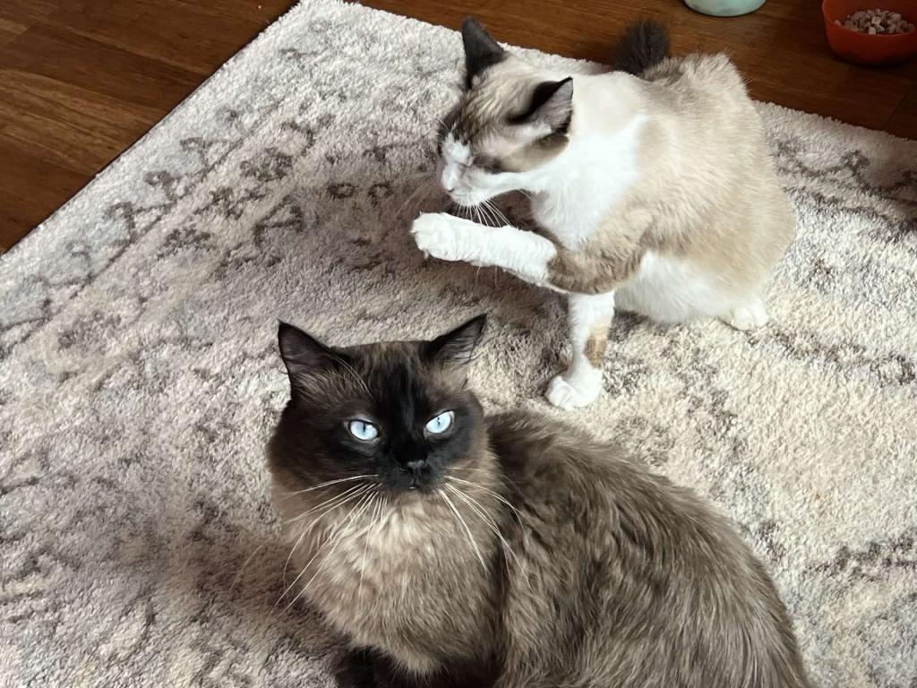 Ragdolls photo 37