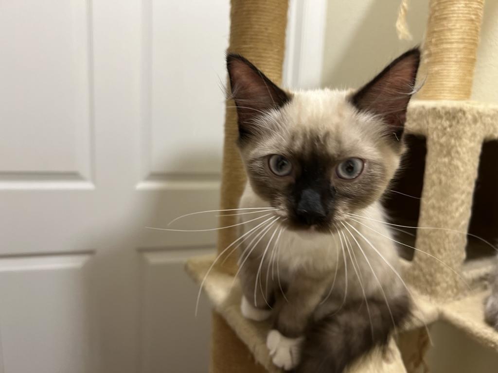 Ragdolls photo 32