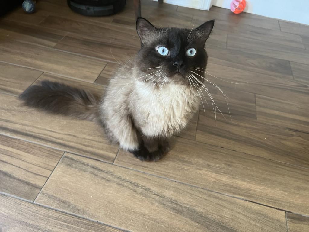Ragdolls photo 35