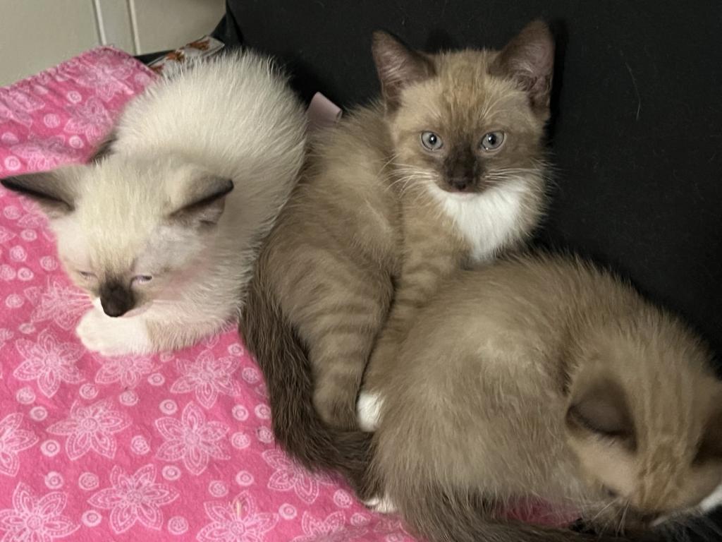 Ragdolls photo 9