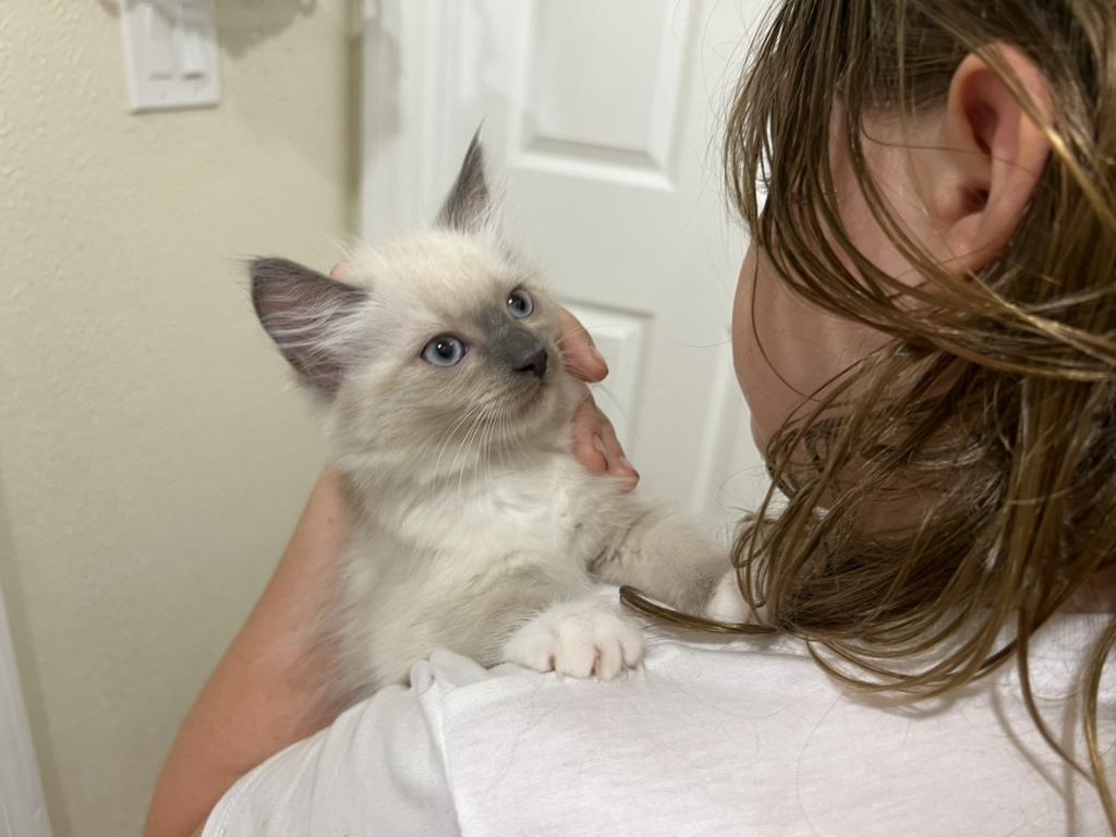 Ragdolls photo 3