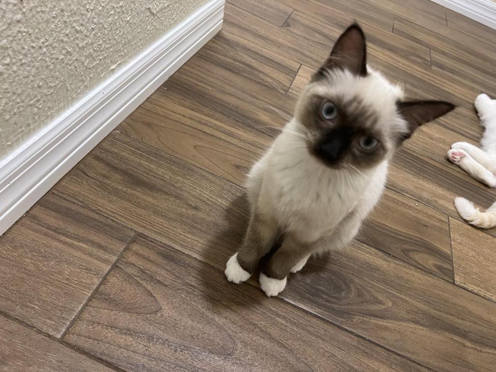 Ragdolls photo 33
