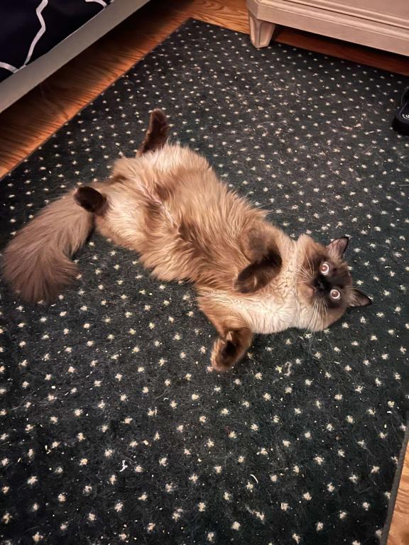 Ragdolls photo 21