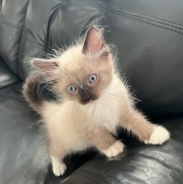 Ragdolls photo 5