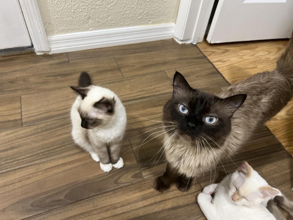 Ragdolls photo 34