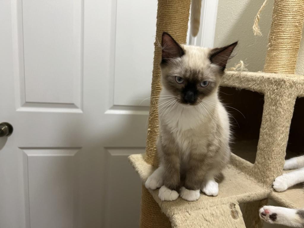 Ragdolls photo 28