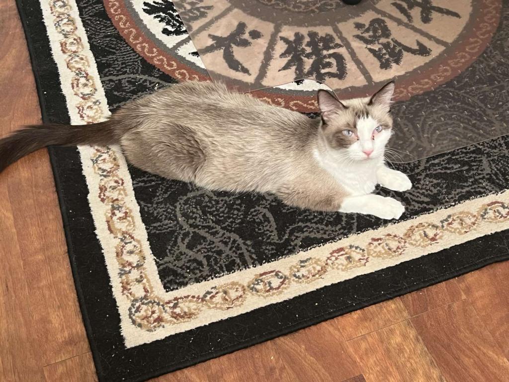 Ragdolls photo 18