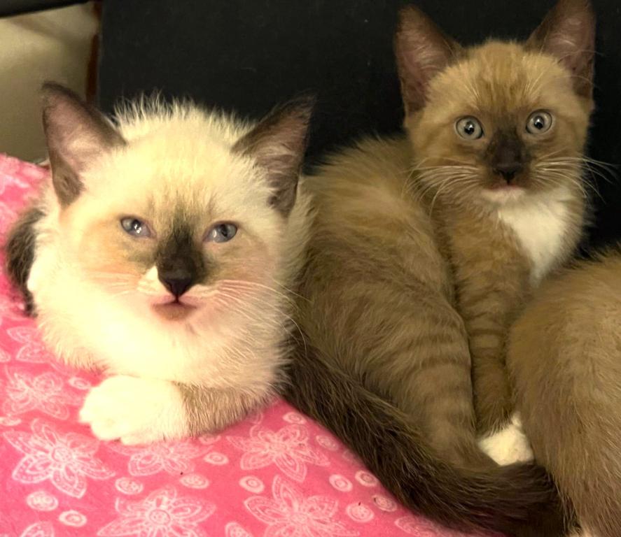 Ragdolls photo 8