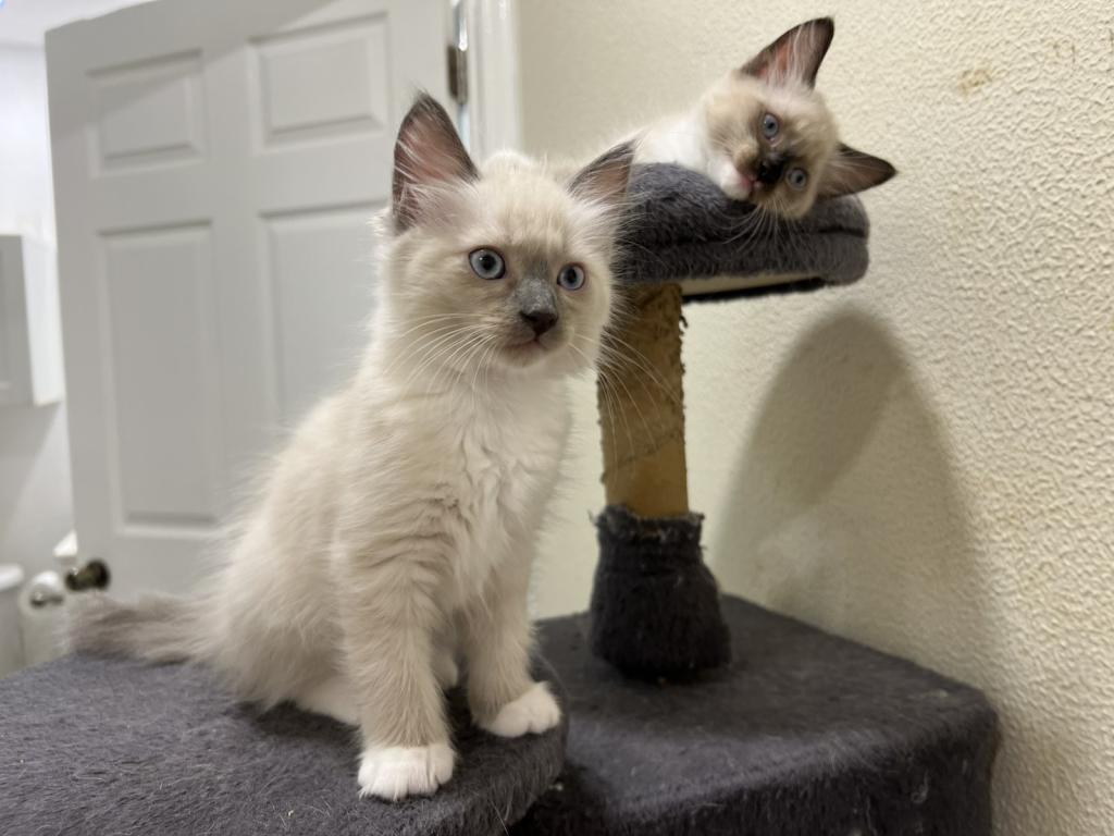 Ragdolls photo 25