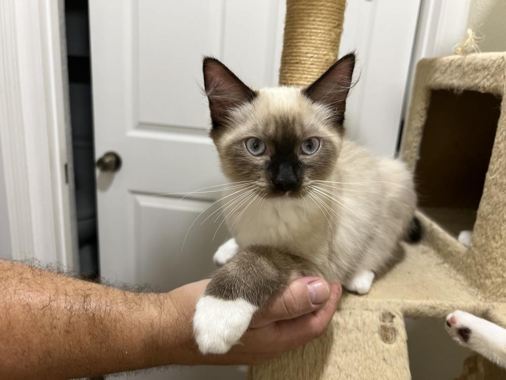 Ragdolls photo 30