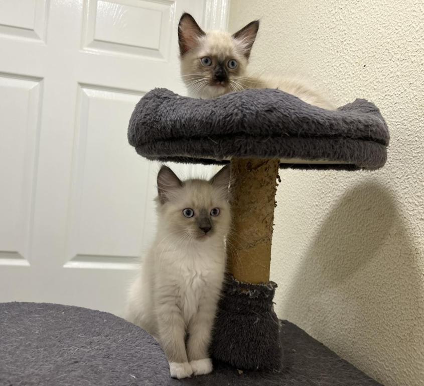 Ragdolls photo 24