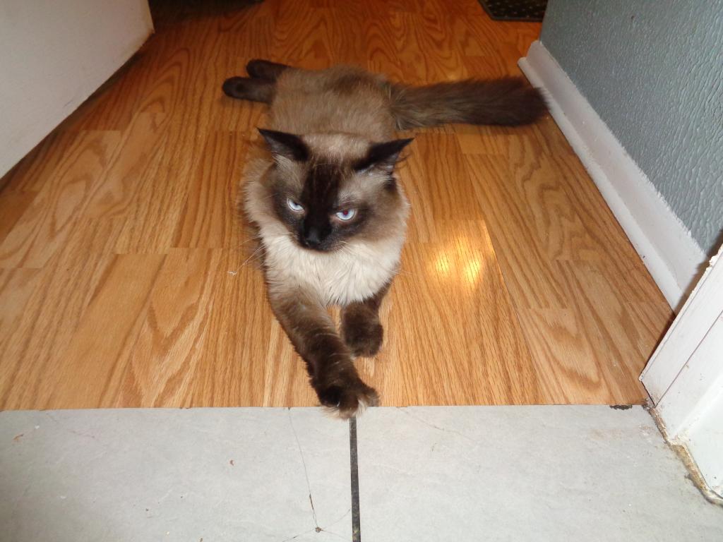 Ragdolls photo 22