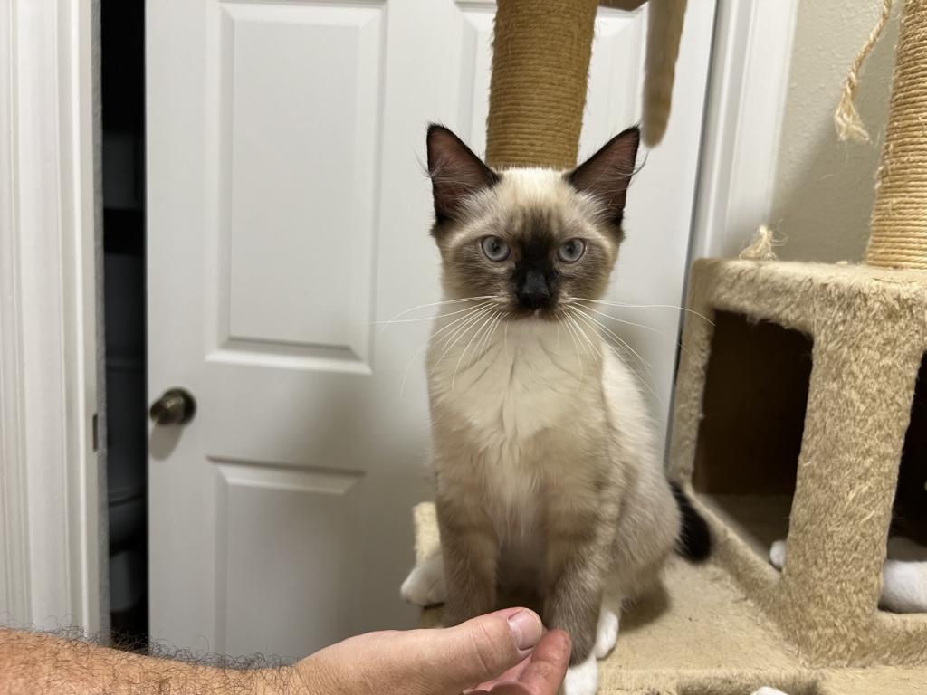 Ragdolls photo 29