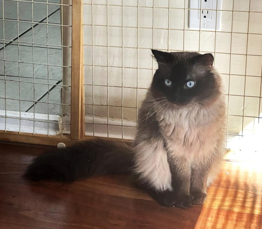 Ragdolls photo 39