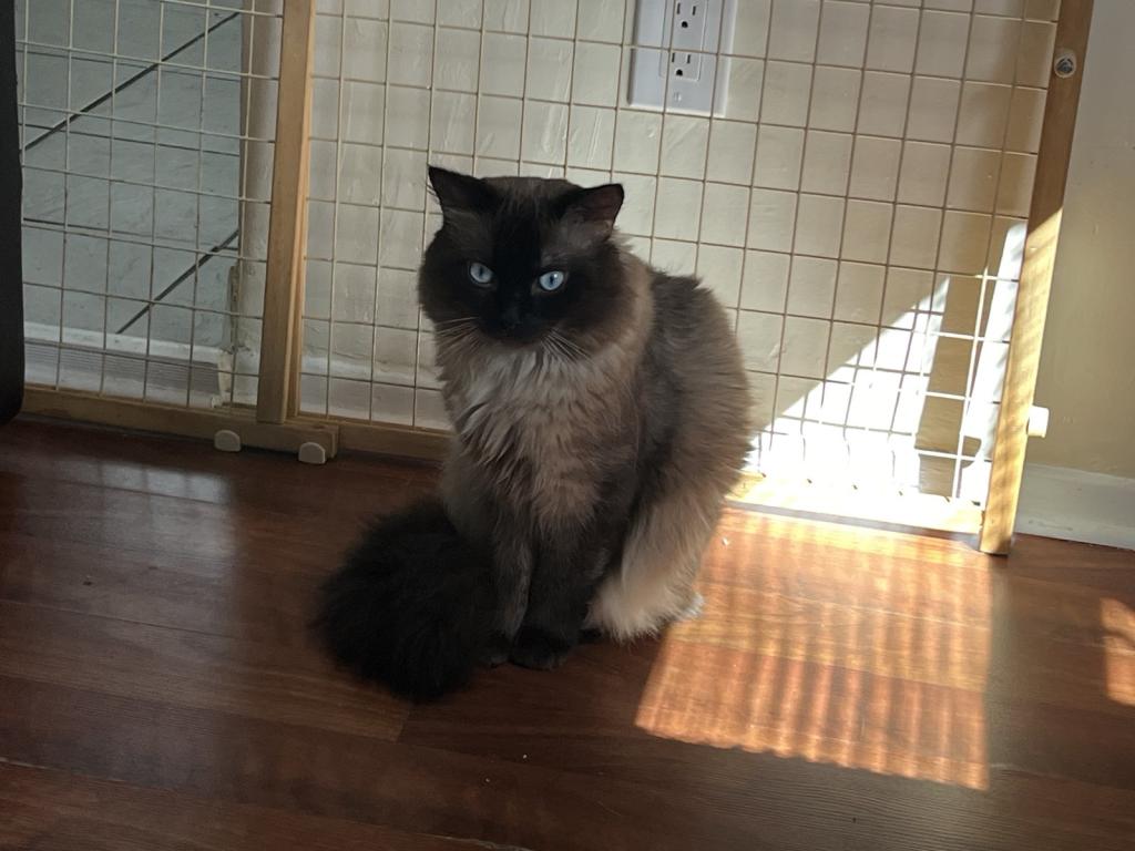 Ragdolls photo 36