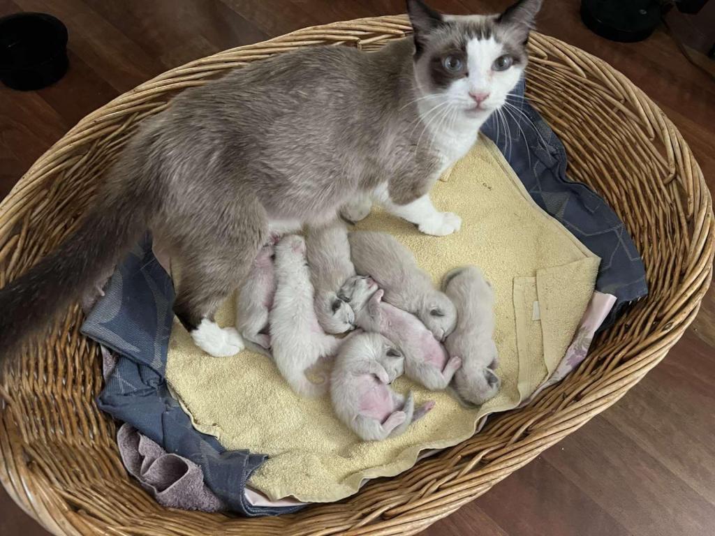 Ragdolls photo 40