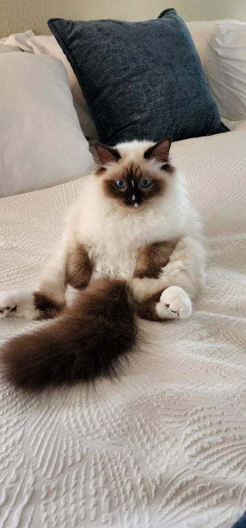 Our Cats In Their New Homes photo 22