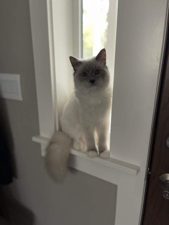 Our Cats In Their New Homes photo 20