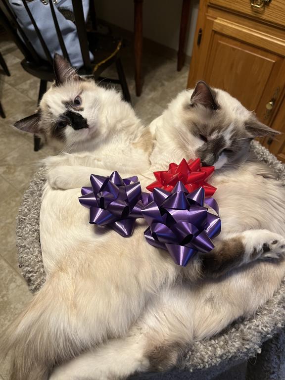 Our Cats In Their New Homes photo 14