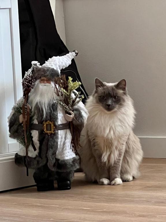 Our Cats In Their New Homes photo 24