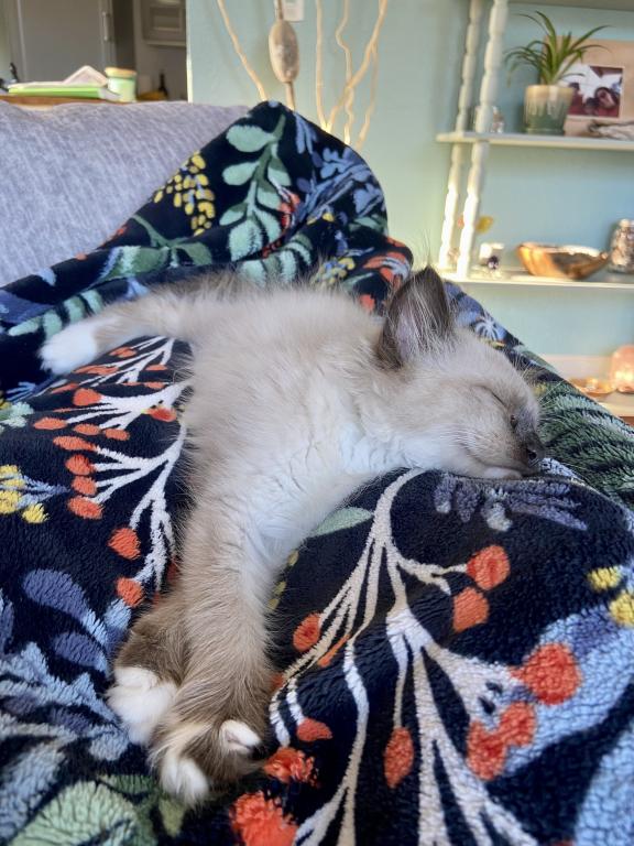 Our Cats In Their New Homes photo 5