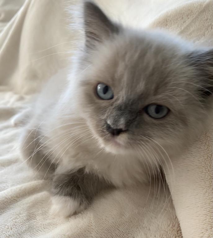 Our Cats In Their New Homes photo 4