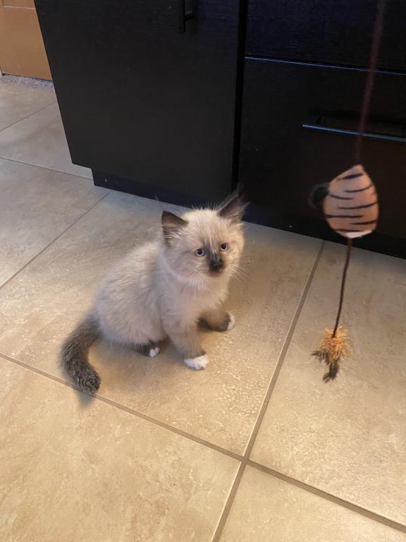 Our Cats In Their New Homes photo 3