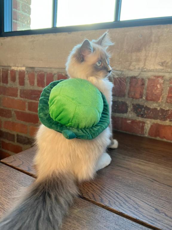 Our Cats In Their New Homes photo 23