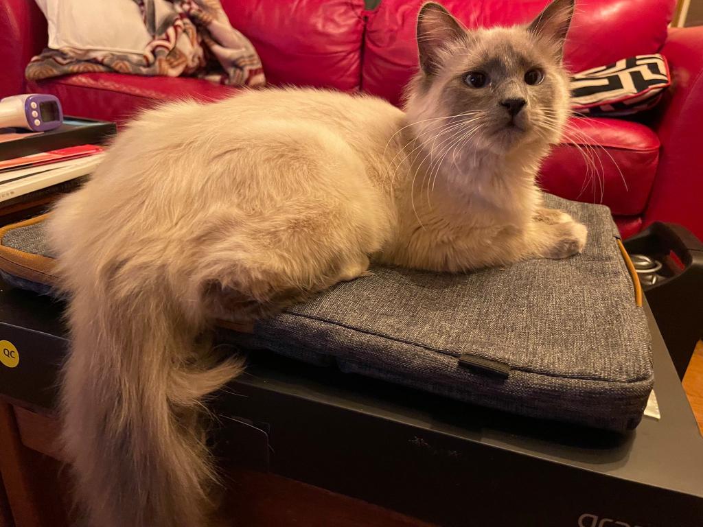 Our Cats In Their New Homes photo 9