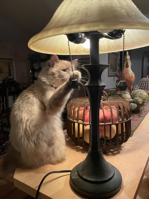 Our Cats In Their New Homes photo 8