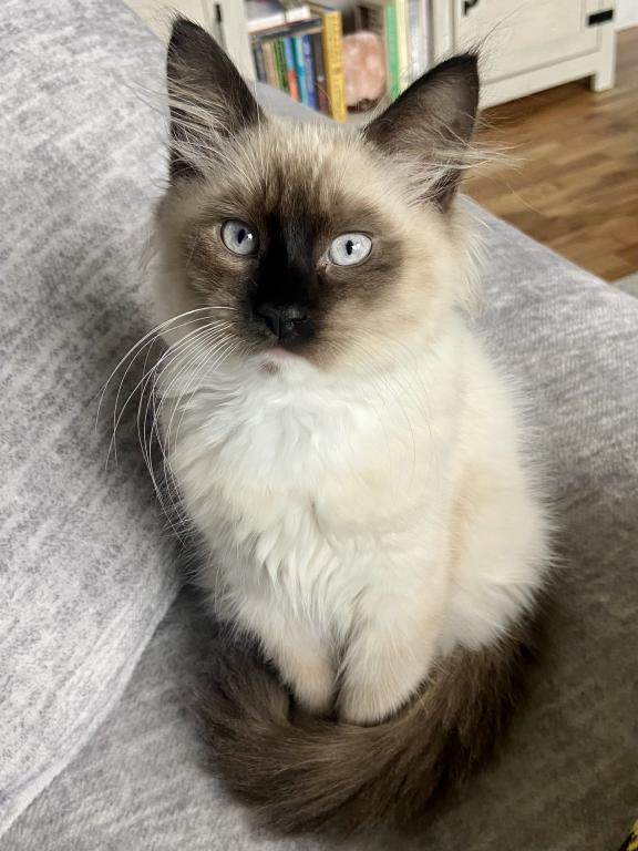 Our Cats In Their New Homes photo 6